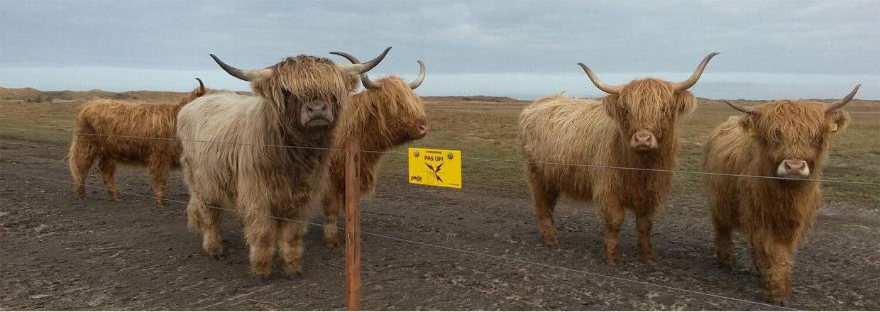 Natuurontwikkeling Texel