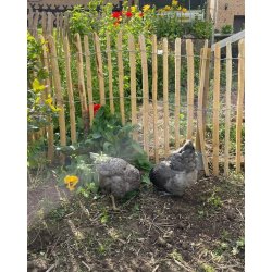 Kastanjehegn 100cm 4-6cm 10m FS